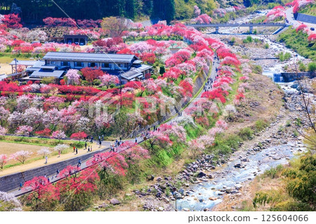 [In full bloom] Hanamomo no Sato [Nagano Prefecture] 125604066