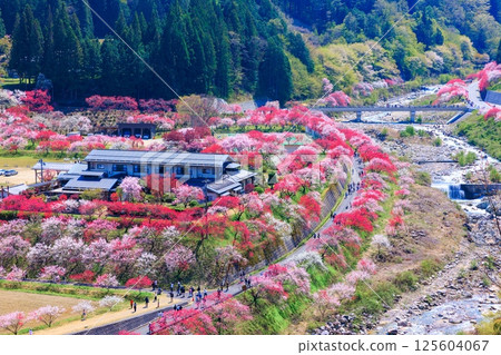 [In full bloom] Hanamomo no Sato [Nagano Prefecture] 125604067