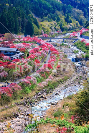 [In full bloom] Hanamomo no Sato [Nagano Prefecture] 125604071