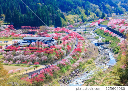 【盛開】花桃之鄉【長野縣】 【盛開】花桃之鄉【長野縣】 125604080