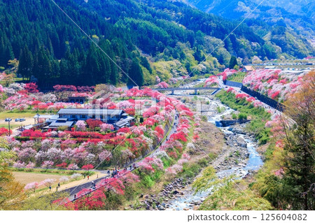 [In full bloom] Hanamomo no Sato [Nagano Prefecture] 125604082