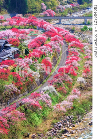 [In full bloom] Hanamomo no Sato [Nagano Prefecture] 125604083