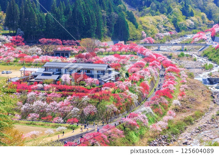 【盛開】花桃之鄉【長野縣】 【盛開】花桃之鄉【長野縣】 125604089