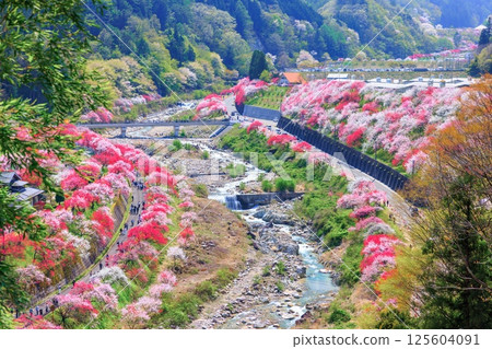 [In full bloom] Hanamomo no Sato [Nagano Prefecture] 125604091