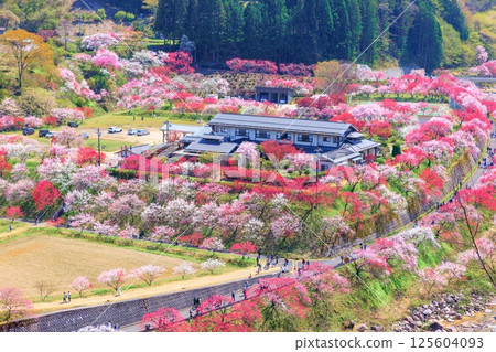 [In full bloom] Hanamomo no Sato [Nagano Prefecture] 125604093