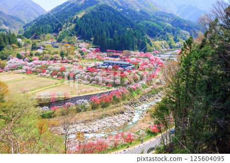 【盛開】花桃之鄉【長野縣】 【盛開】花桃之鄉【長野縣】 125604095