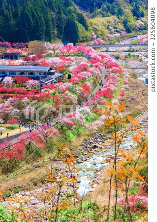 【盛開】花桃之鄉【長野縣】 【盛開】花桃之鄉【長野縣】 125604098