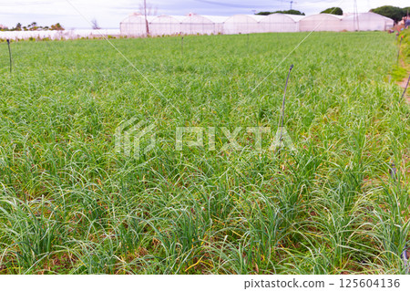 Rows of harvest of garlic on farm field 125604136