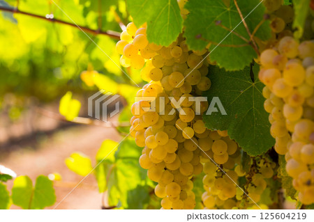 Ripe white grapes on vine 125604219