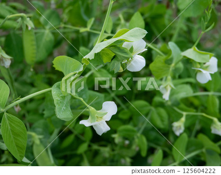 豆豆花 豆豆花 125604222