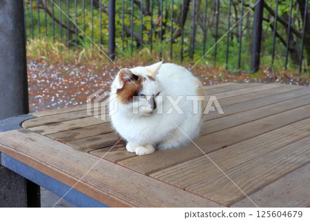 A cat curled up in a gazebo on a rainy day 125604679