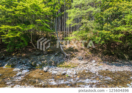 Fresh green forest scenery along the Kiyotaki River, Ukyo Ward, Kyoto City 125604896
