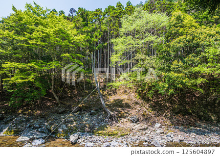 Fresh green forest scenery along the Kiyotaki River, Ukyo Ward, Kyoto City Fresh green forest scenery along the Kiyotaki River, Ukyo Ward, Kyoto City 125604897