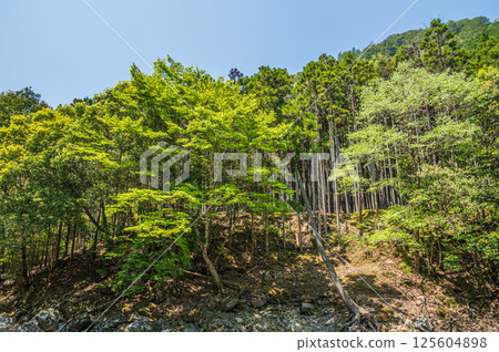 Fresh green forest scenery along the Kiyotaki River, Ukyo Ward, Kyoto City 125604898