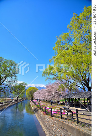 Spring in Azumino City, Nagano Prefecture: Shikaseki Bicycle Plaza Spring in Azumino City, Nagano Prefecture: Shikaseki Bicycle Plaza 125604916