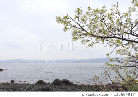 Rainy day, cherry blossoms, Kinko Bay, rainy sky Rainy day, cherry blossoms, Kinko Bay, rainy sky 125604917