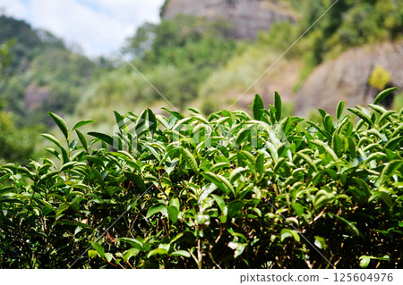 fresh tea leaves in the tea garden under the sun, China fresh tea leaves in the tea garden under the sun, China 125604976
