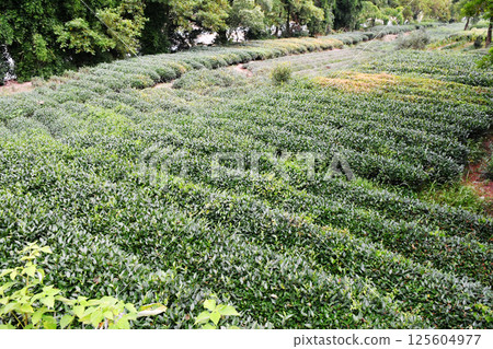 traditional tea gardens in southern China traditional tea gardens in southern China 125604977