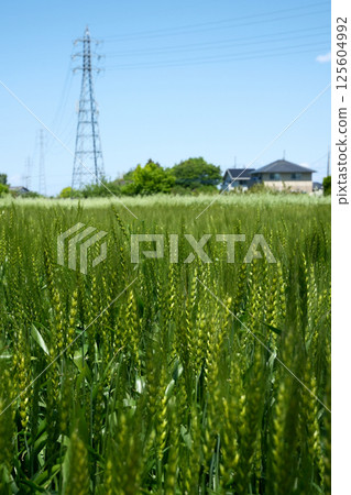 Spring blue sky, wheat field and steel tower 125604992