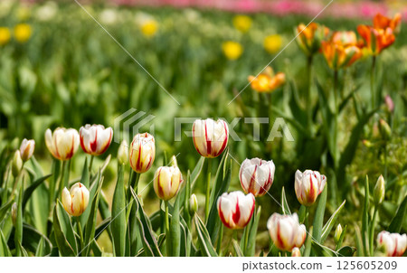 Colorful tulip field Colorful tulip field 125605209