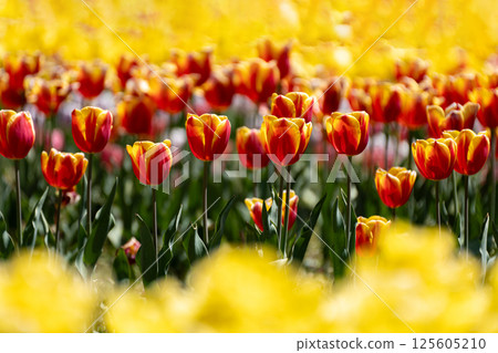 Colorful tulip field Colorful tulip field 125605210