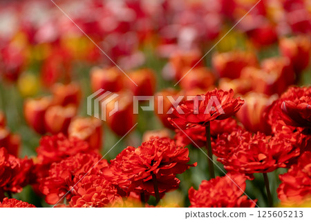 Colorful tulip field Colorful tulip field 125605213