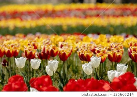Colorful tulip field 125605214