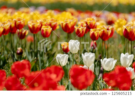 Colorful tulip field Colorful tulip field 125605215