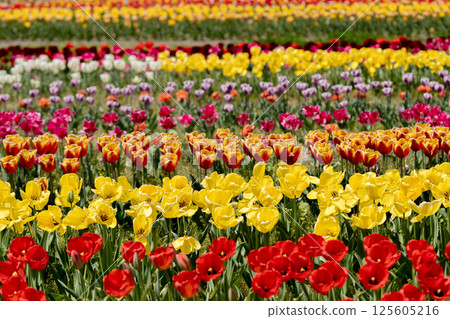 Colorful tulip field 125605216