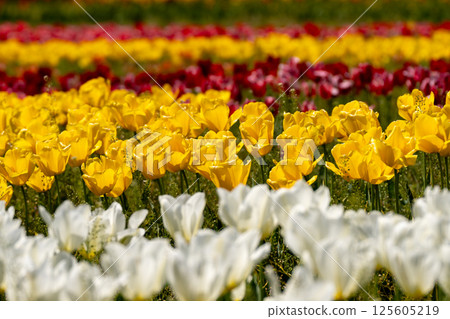 Colorful tulip field Colorful tulip field 125605219
