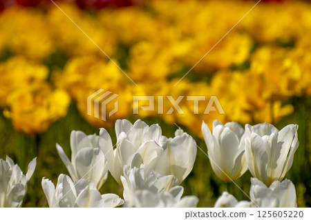 Colorful tulip field Colorful tulip field 125605220