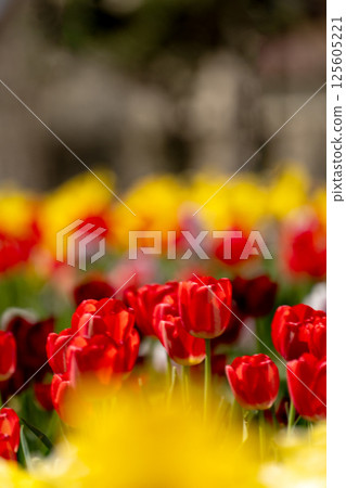 Colorful tulip field Colorful tulip field 125605221