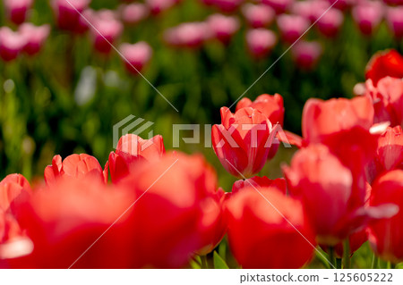 Colorful tulip field 125605222