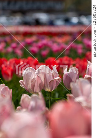 Colorful tulip field 125605224