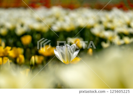 多彩的鬱金香場 多彩的鬱金香場 125605225