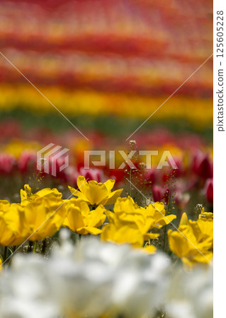 Colorful tulip field 125605228