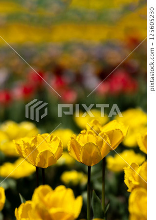 Colorful tulip field Colorful tulip field 125605230