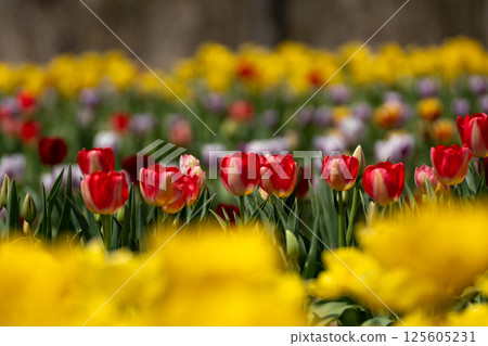 Colorful tulip field 125605231