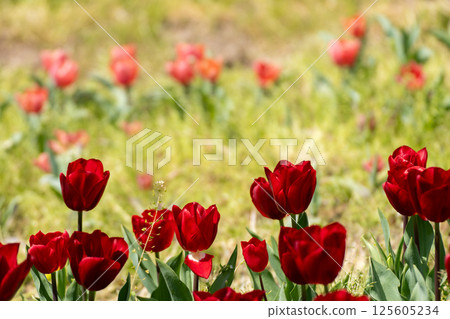 Colorful tulip field 125605234