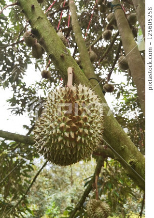 Close up of durians hanging 125605258