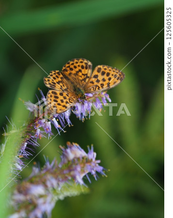 Black-winged fritillary perched on a flower Black-winged fritillary perched on a flower 125605325