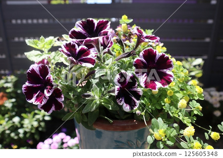 Sweetunia planting 125605348