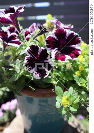 Sweetunia planting 125605349