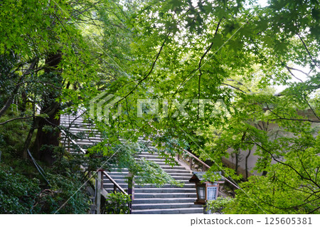 Late summer maple leaves in the grounds of a temple in Arashiyama, Kyoto Late summer maple leaves in the grounds of a temple in Arashiyama, Kyoto 125605381