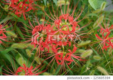 Red spider lilies blooming in the grounds of a temple in Kyoto 125605394