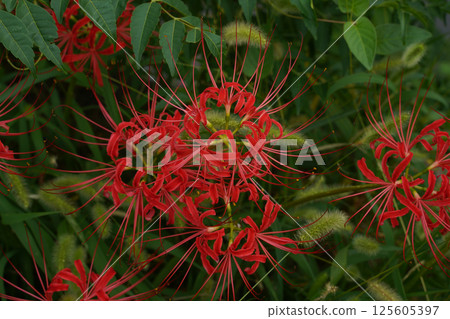 京都一座寺廟內盛開的紅花 125605397