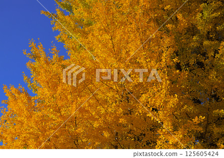 Bright Autumn Trees with Golden Leaves, Tokyo Dec 7 2024 Bright Autumn Trees with Golden Leaves, Tokyo Dec 7 2024 125605424