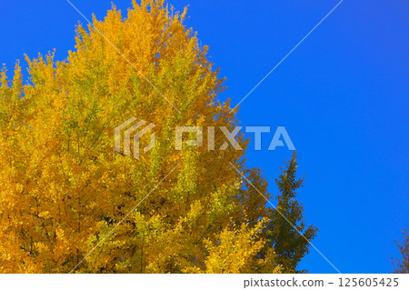 Bright Autumn Trees with Golden Leaves, Tokyo Dec 7 2024 Bright Autumn Trees with Golden Leaves, Tokyo Dec 7 2024 125605425