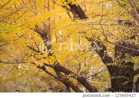 Bright Autumn Trees with Golden Leaves, Tokyo Dec 7 2024 Bright Autumn Trees with Golden Leaves, Tokyo Dec 7 2024 125605427