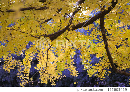 a Prestigious University of Tokyo Campus Japan Dec 7 2024 a Prestigious University of Tokyo Campus Japan Dec 7 2024 125605439